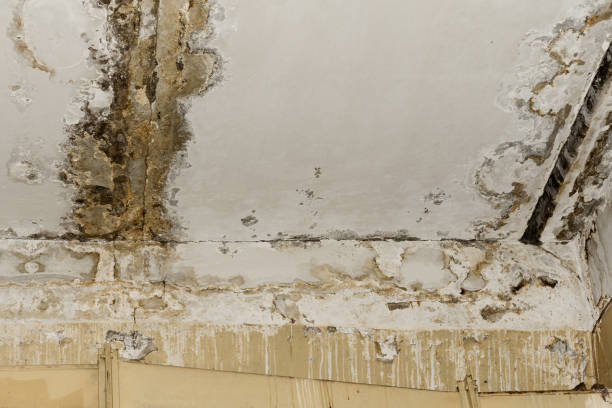  Redwood, TX Mold Removal Pros